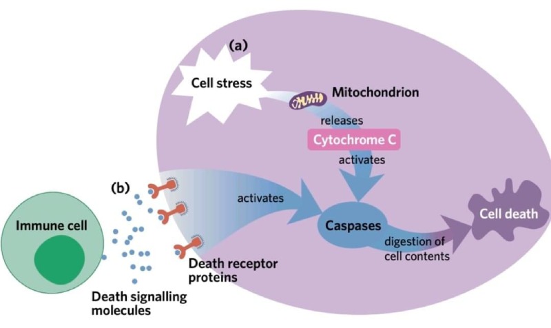 drops apoptose 1