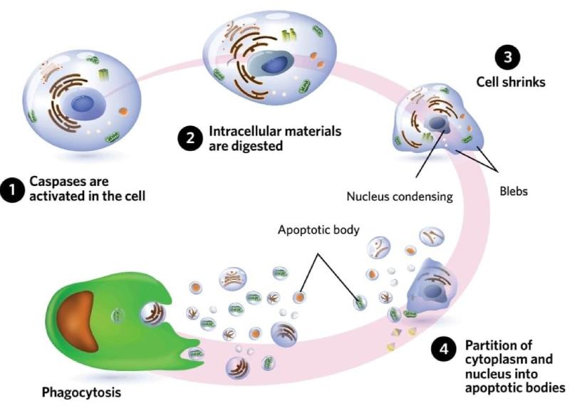 drops apoptose 2