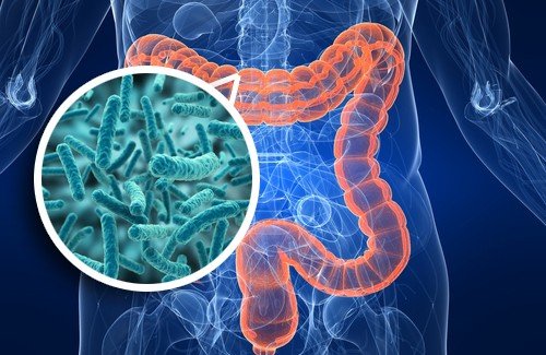 Microbioma Intestinal