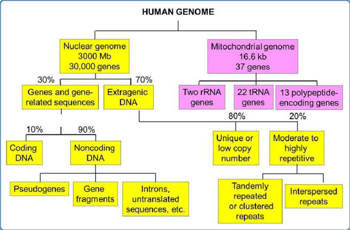 drops genoma humano