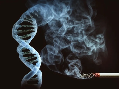 cigarro genetica