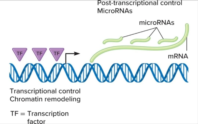 drops expressão gênica microRNAs