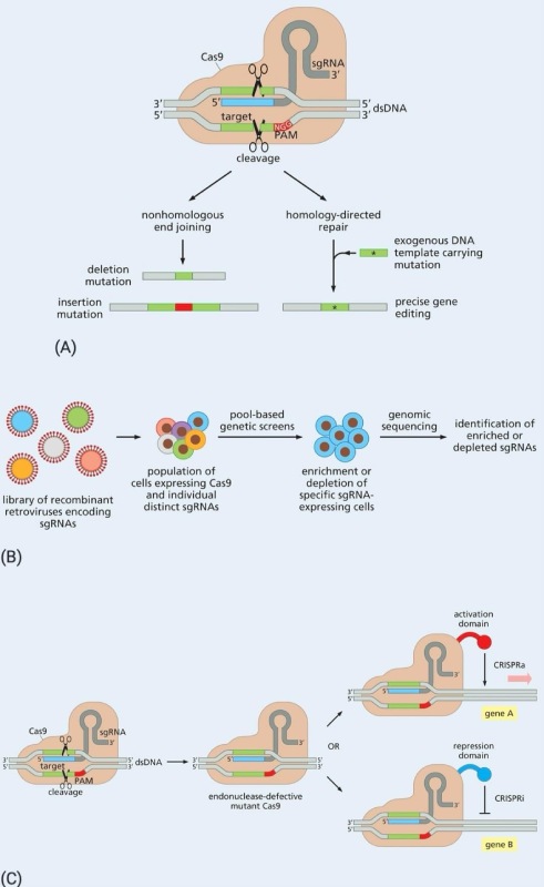 drops crispr