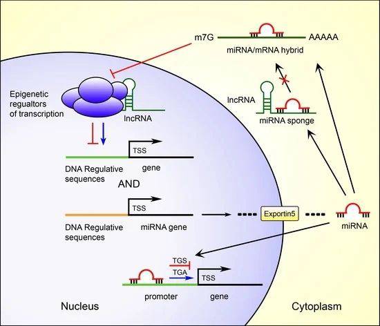 drops microrna nobel