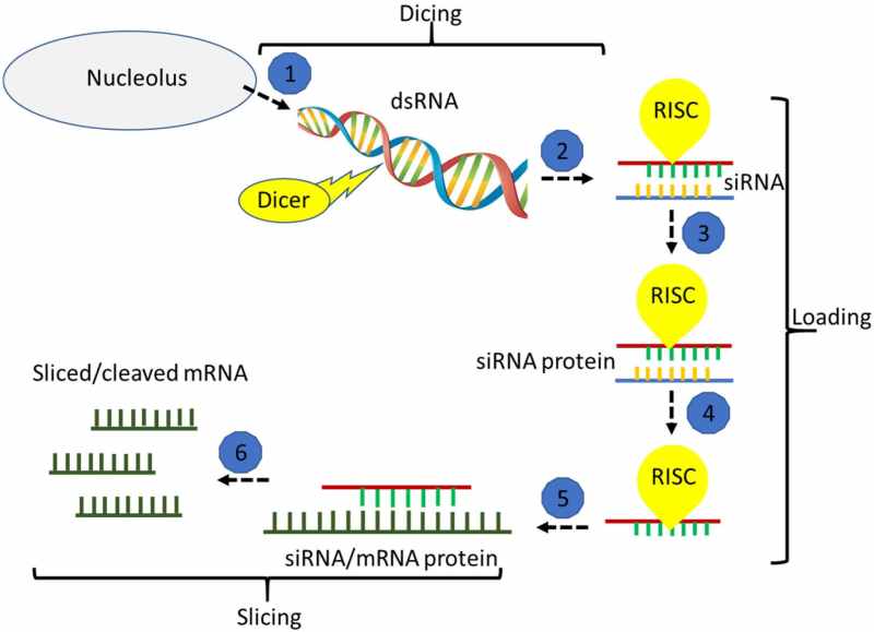 drops rnai